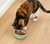 Open Farm Salmon Wet Topper For Cats