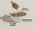 Open Farm Grain Free Harvest Chicken Canned Cat Food