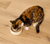Open Farm Turkey Canned Cat Food