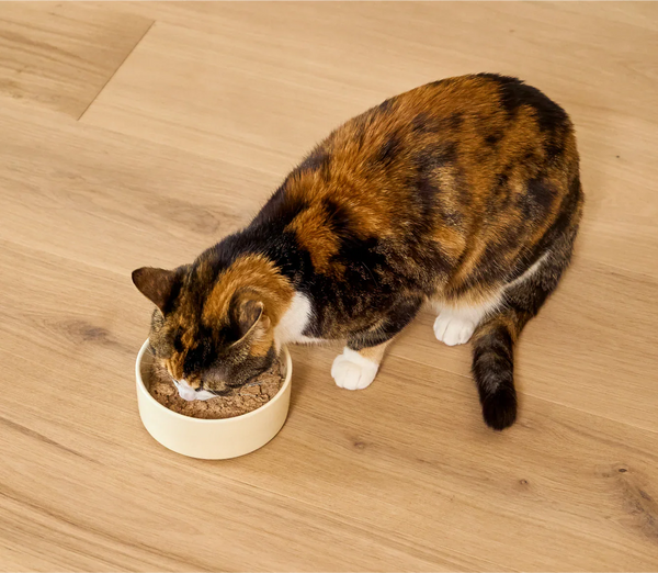 Open Farm Turkey Canned Cat Food