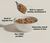 Open Farm Grain Free Chicken & Salmon Canned Kitten Food