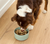 Open Farm Wet Arctic Char Topper For Dogs