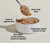 Open Farm Canned Dog Food Chicken & Beef Recipe