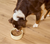 Open Farm Kind Earth Plant Based Recipe Canned Dog Food