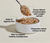 Open Farm Puppy Recipe Canned Dog Food