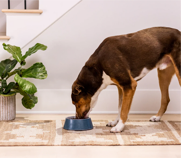Stunning Grain Free Puppy Kibble With Lemongrass And Salmon image