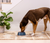 Open Farm New Zealand Venison Ancient Grains Kibble