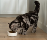 Open Farm GoodBowl Salmon & Brown Rice Dry Cat Food