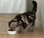 Open Farm GoodBowl Salmon & Brown Rice Dry Cat Food