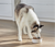 RawMix Wild Ocean Ancient Grain Dog Kibble