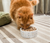 Open Farm Freeze-Dried Raw Salmon & Cod Morsels For Cats