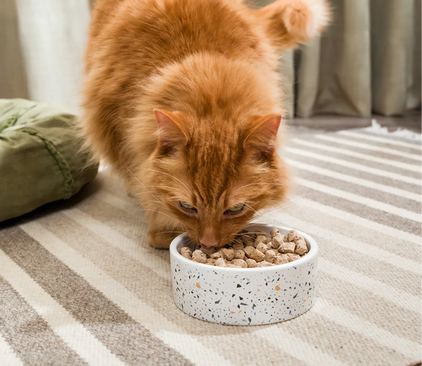 Cat Eat Cod Open Farm Freeze-Dried Raw Salmon & Cod Morsels For Cats – PetFoodStation