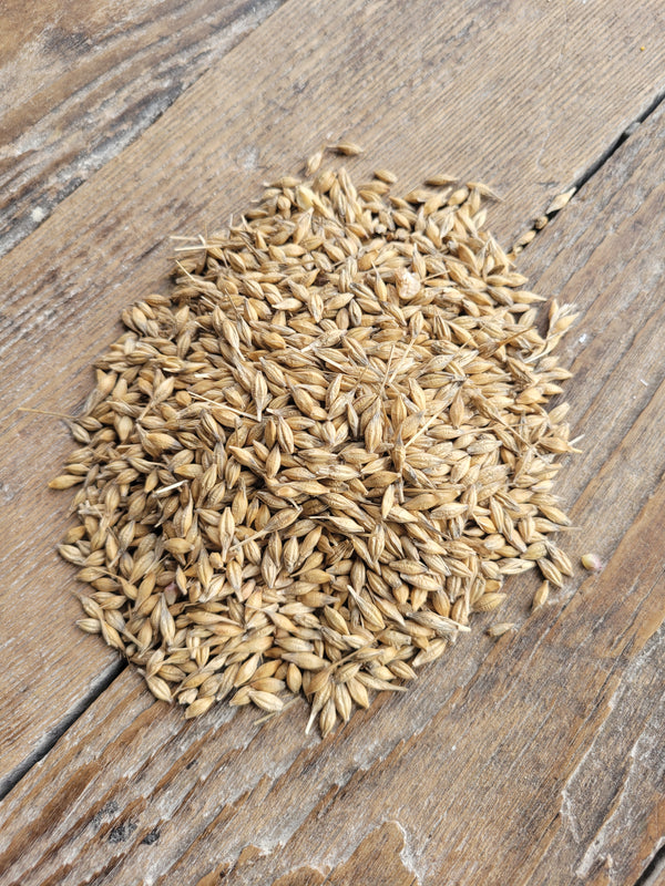 Barley for Malting, Non-GMO