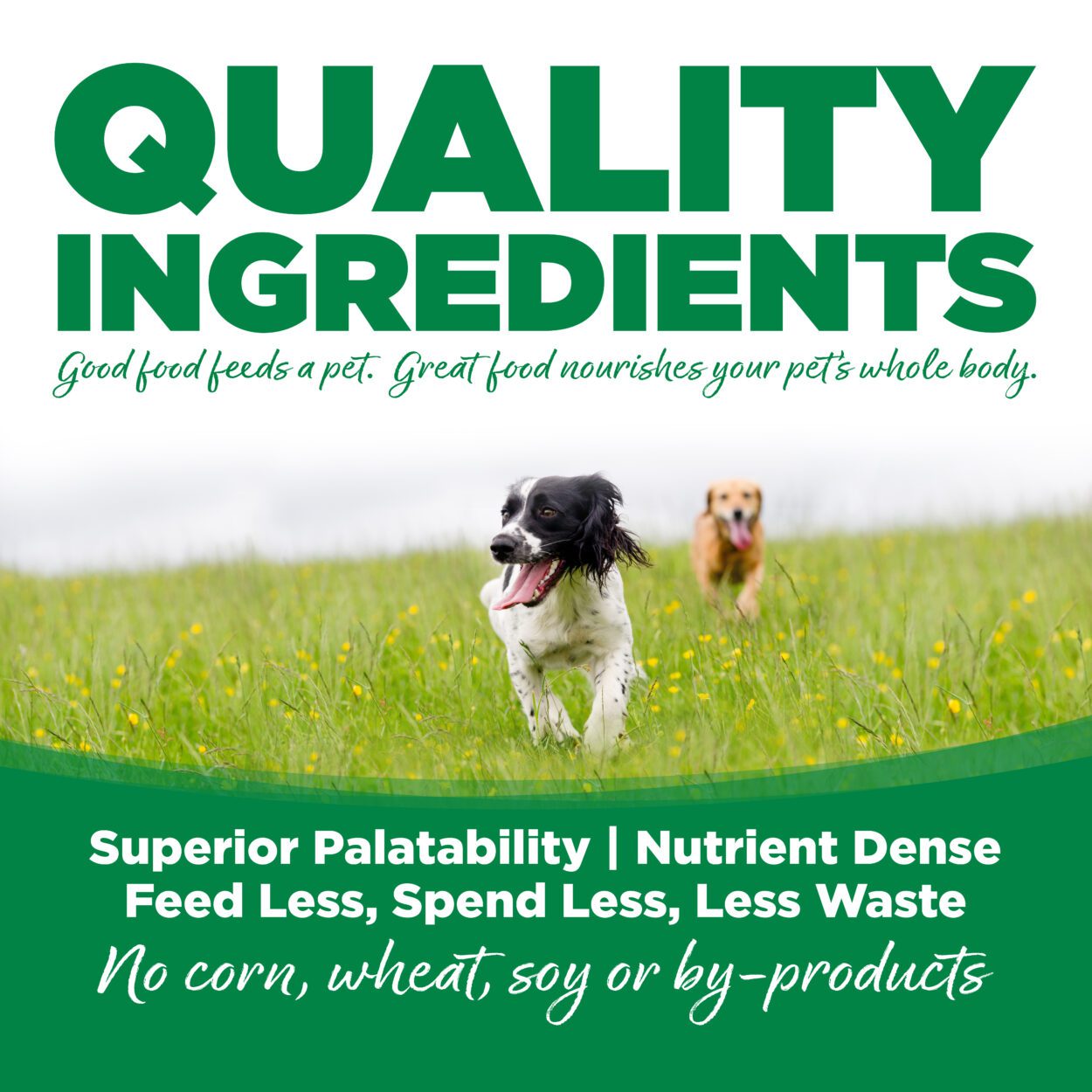 Green Foods Is Barley Safe For Dogs Nutrisource Choice For Dogs