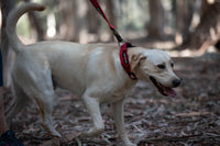 Boss Dog Tactical Red Collar